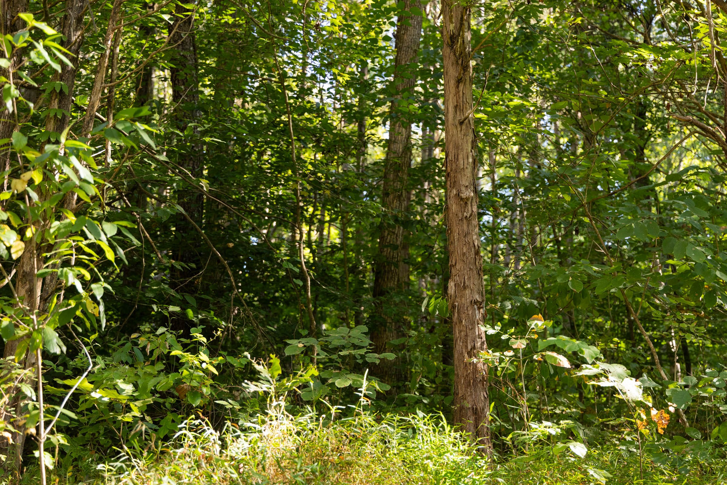 Big White Oak Tract 84 photo 10