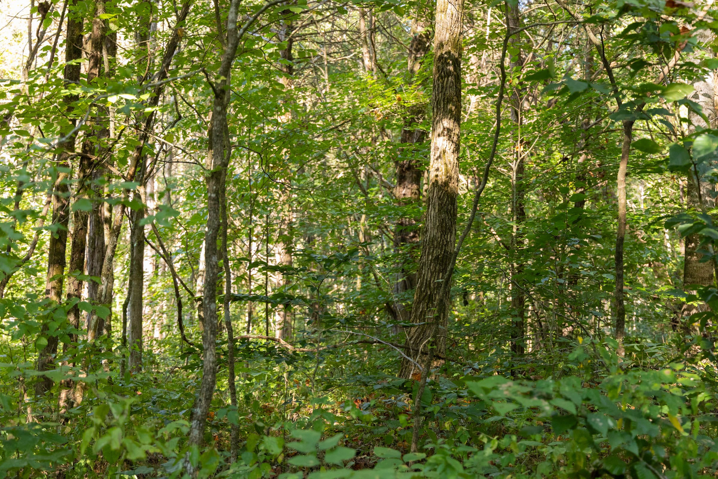 Big White Oak Tract 84 photo 9
