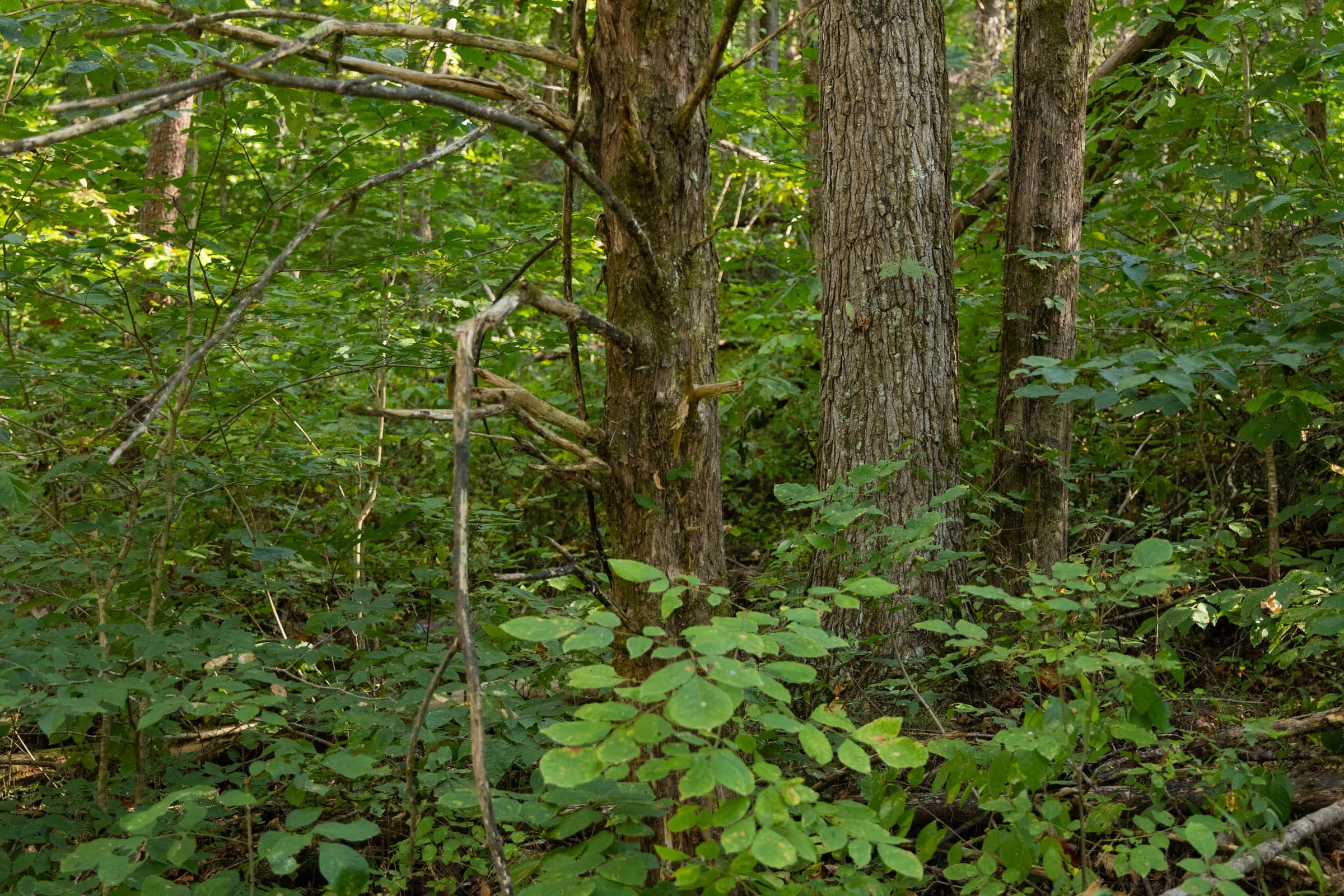 Big White Oak Tract 84 photo 7