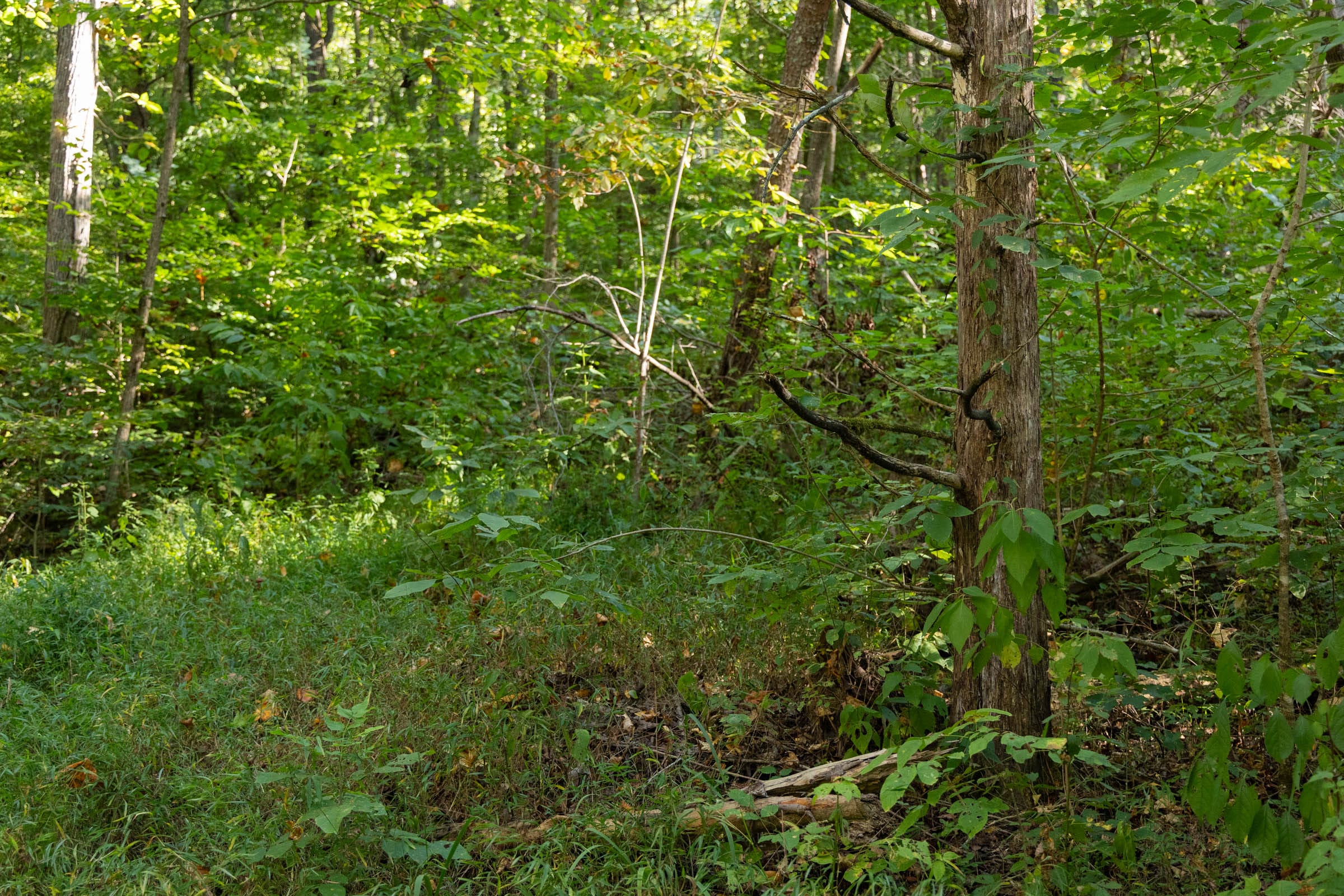 Big White Oak Tract 84 photo 6