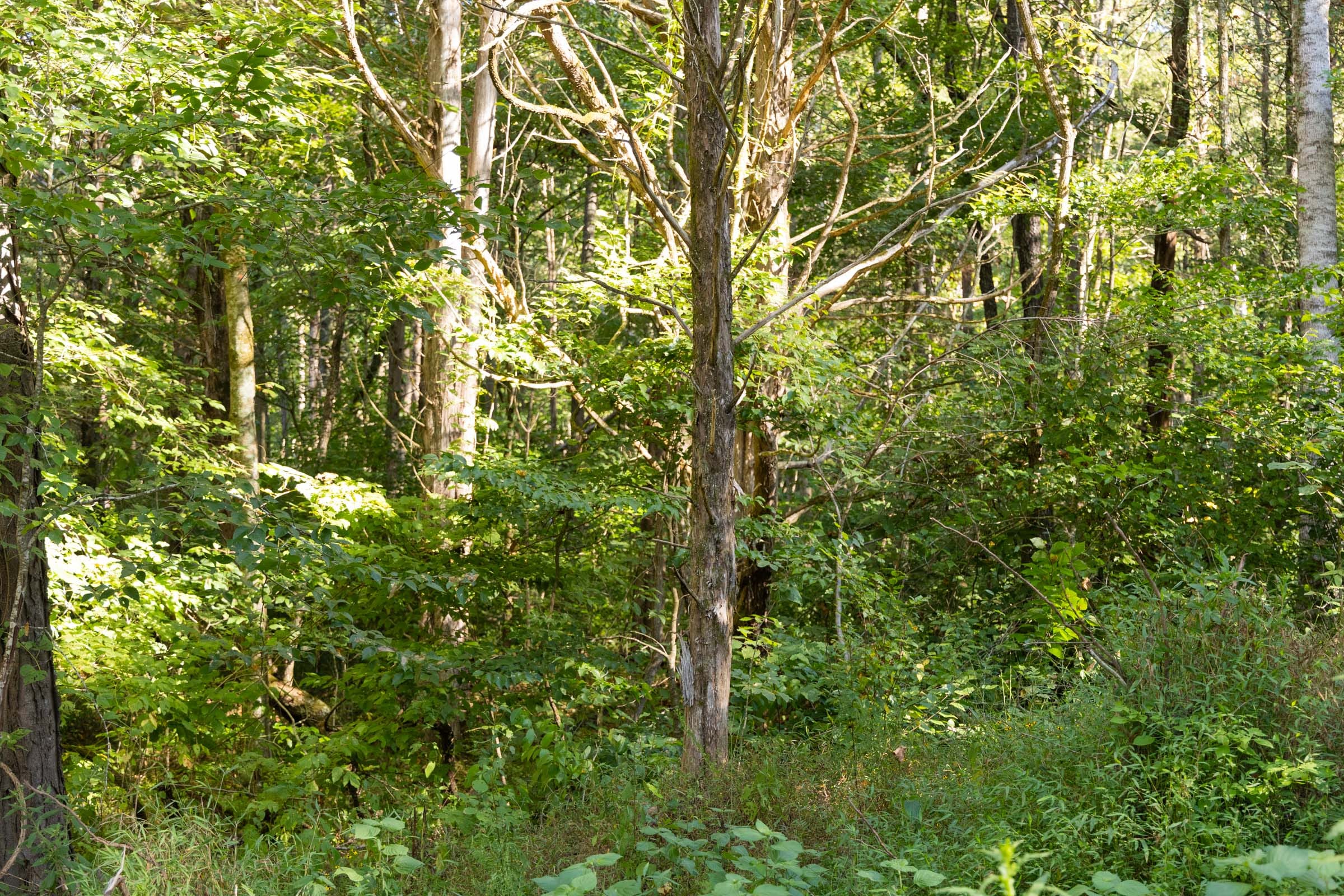 Big White Oak Tract 84 photo 5