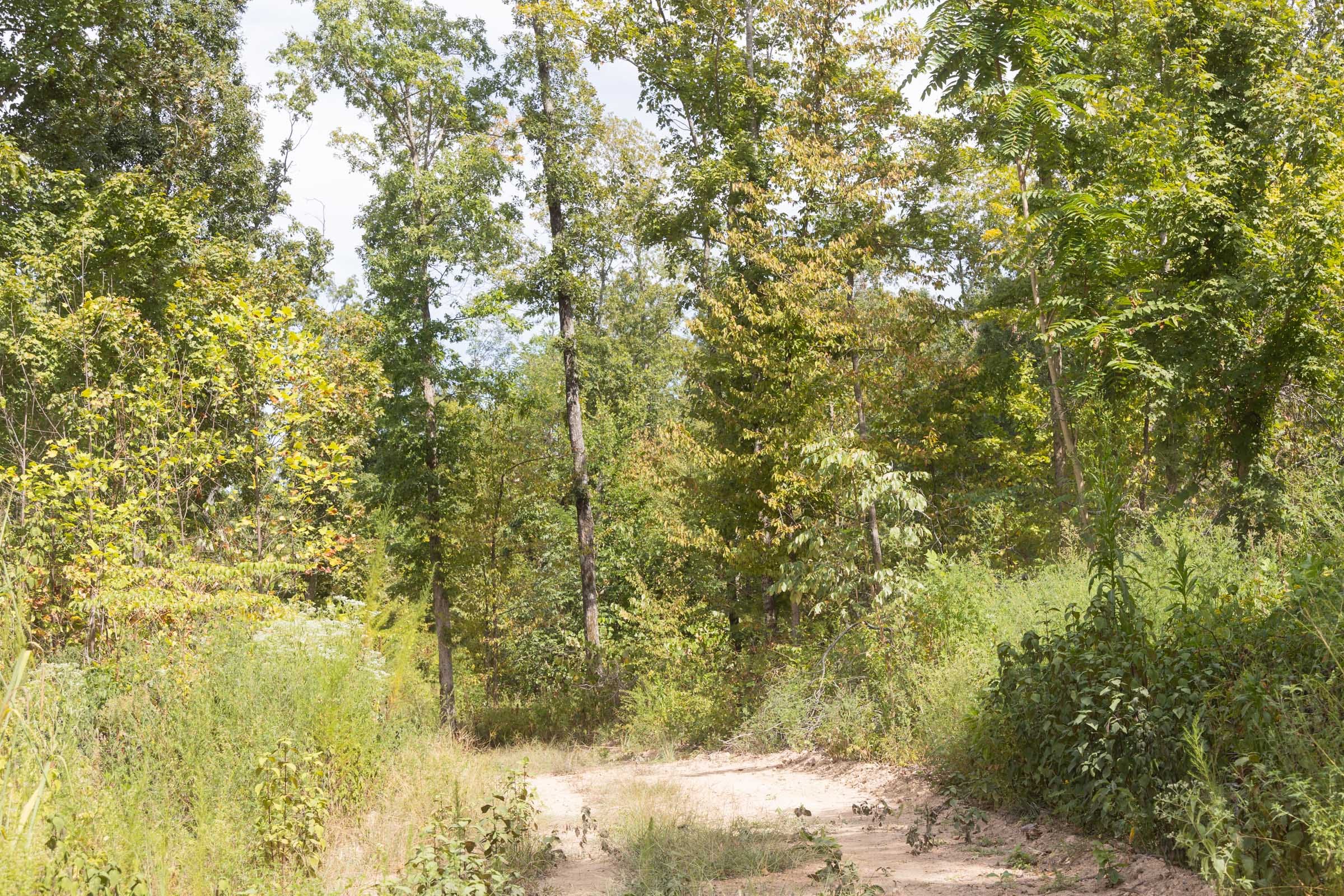 Big White Oak Tract 84 photo 4