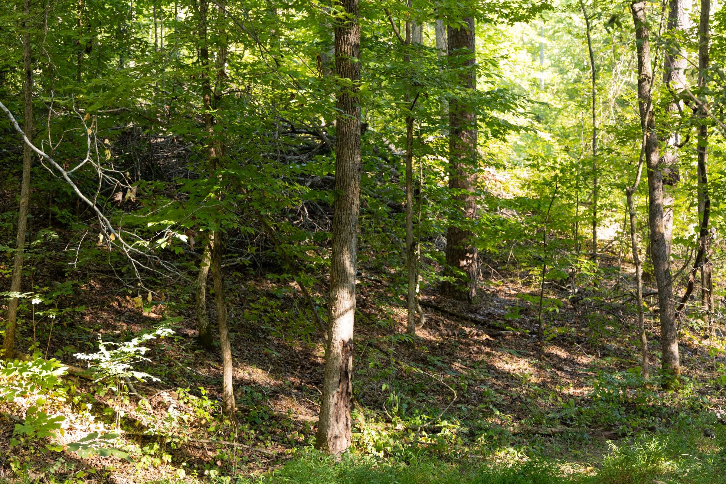 Big White Oak Tract 84 photo 3
