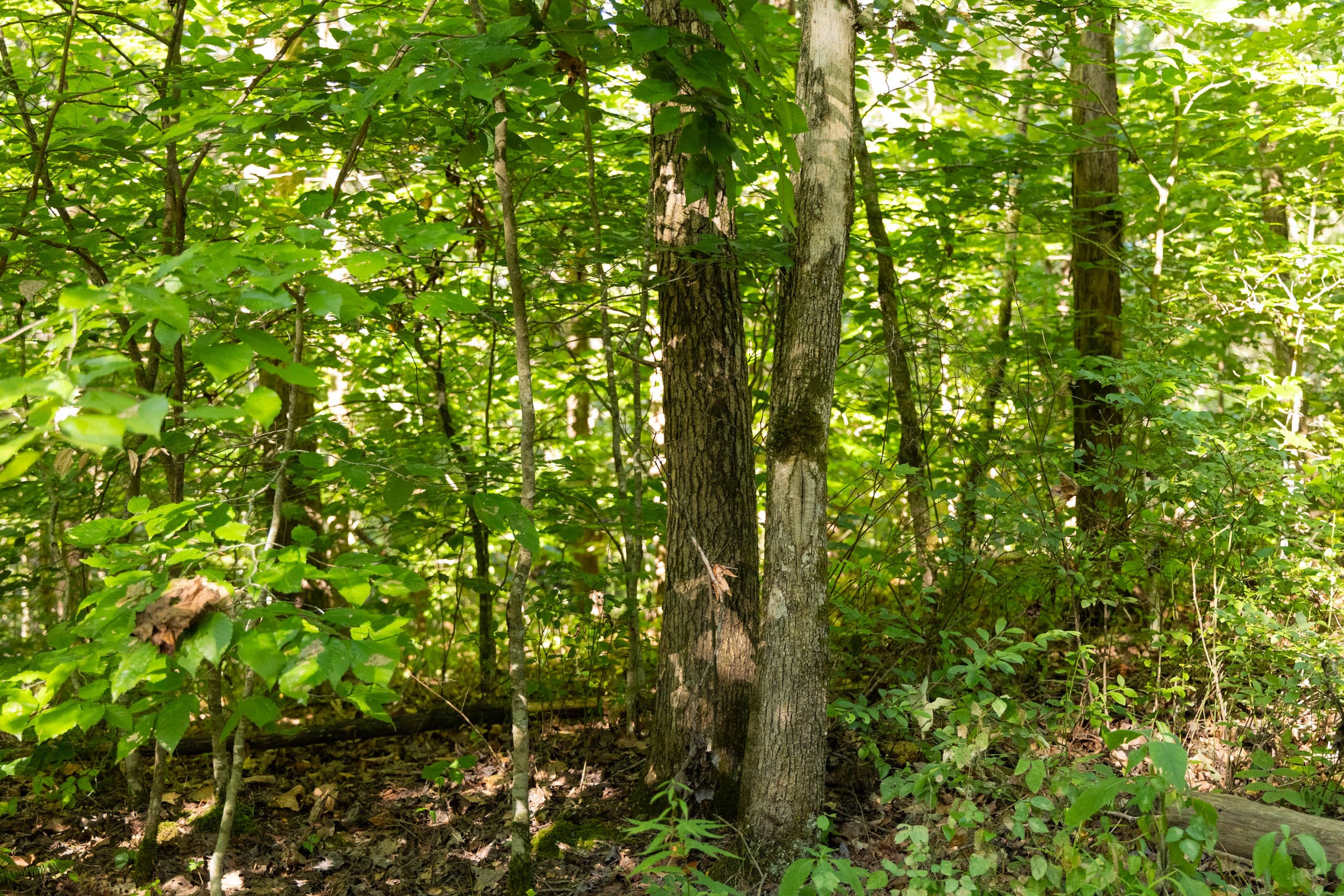 Big White Oak Tract 84 photo 2