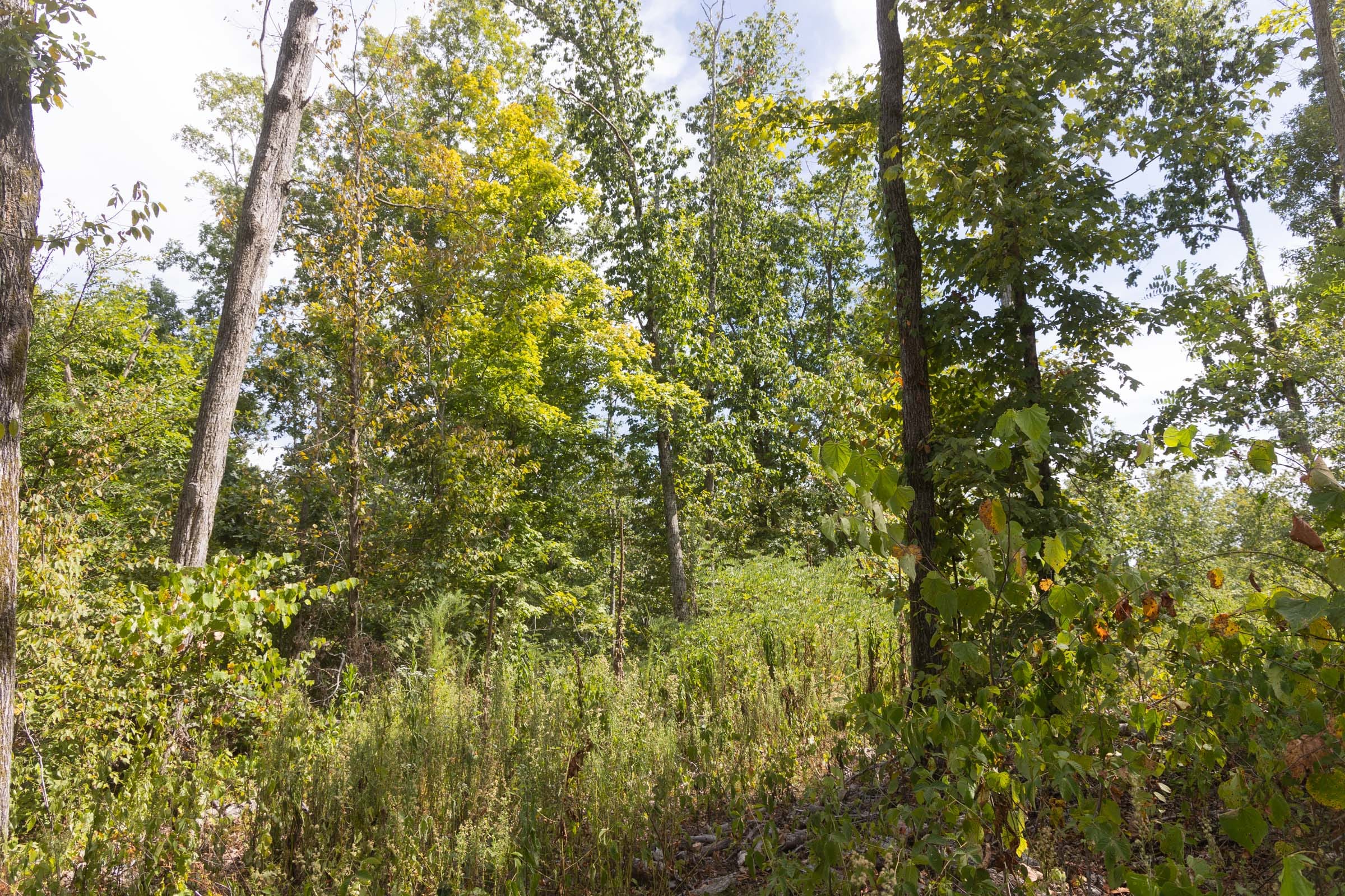 Big White Oak Tract 84 photo 1