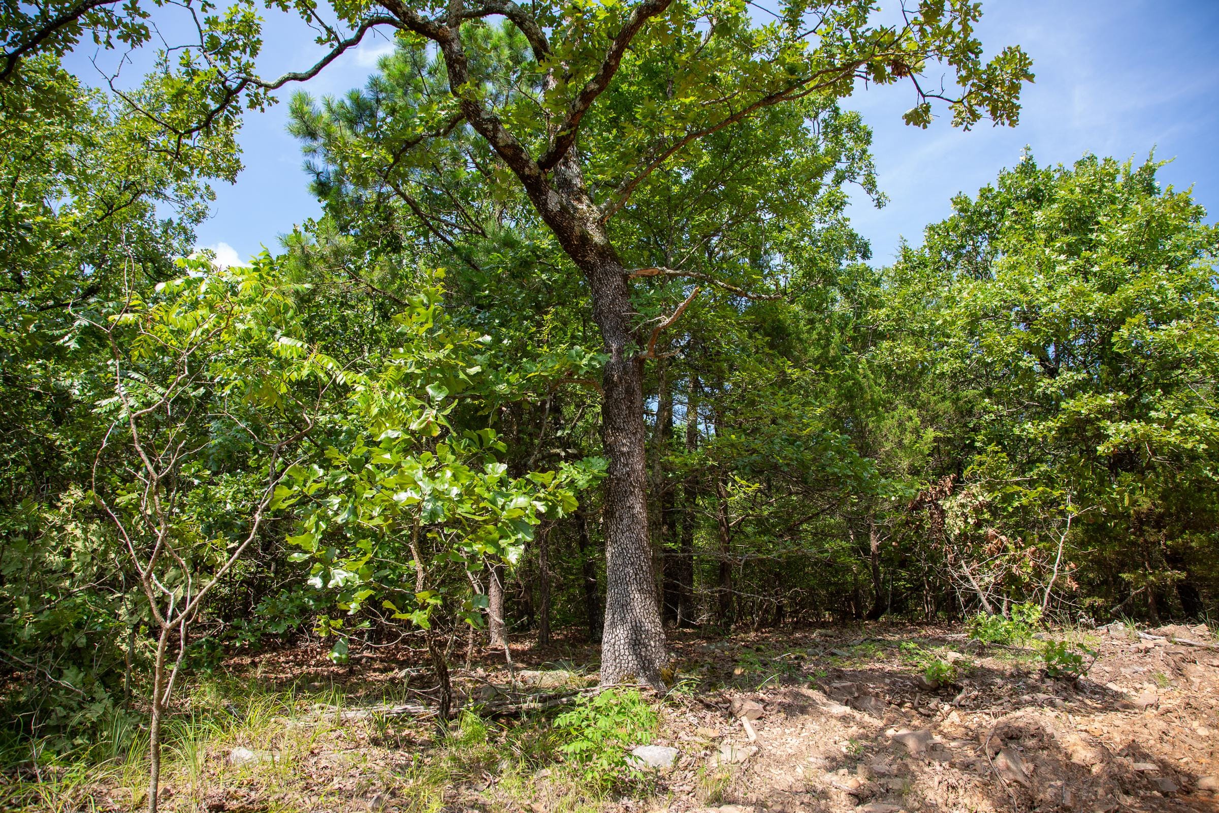 Tyler Stone Ranch Tract 54 photo 14