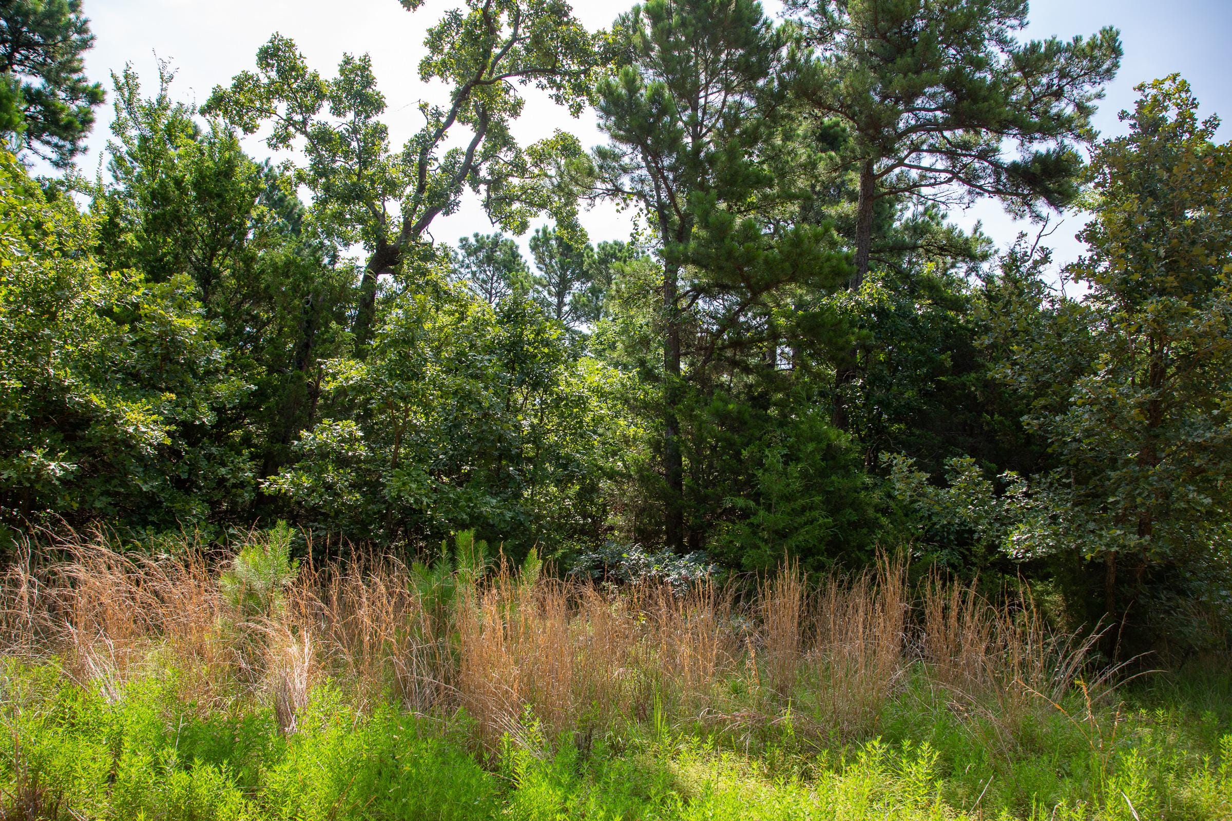 Tyler Stone Ranch Tract 54 photo 17