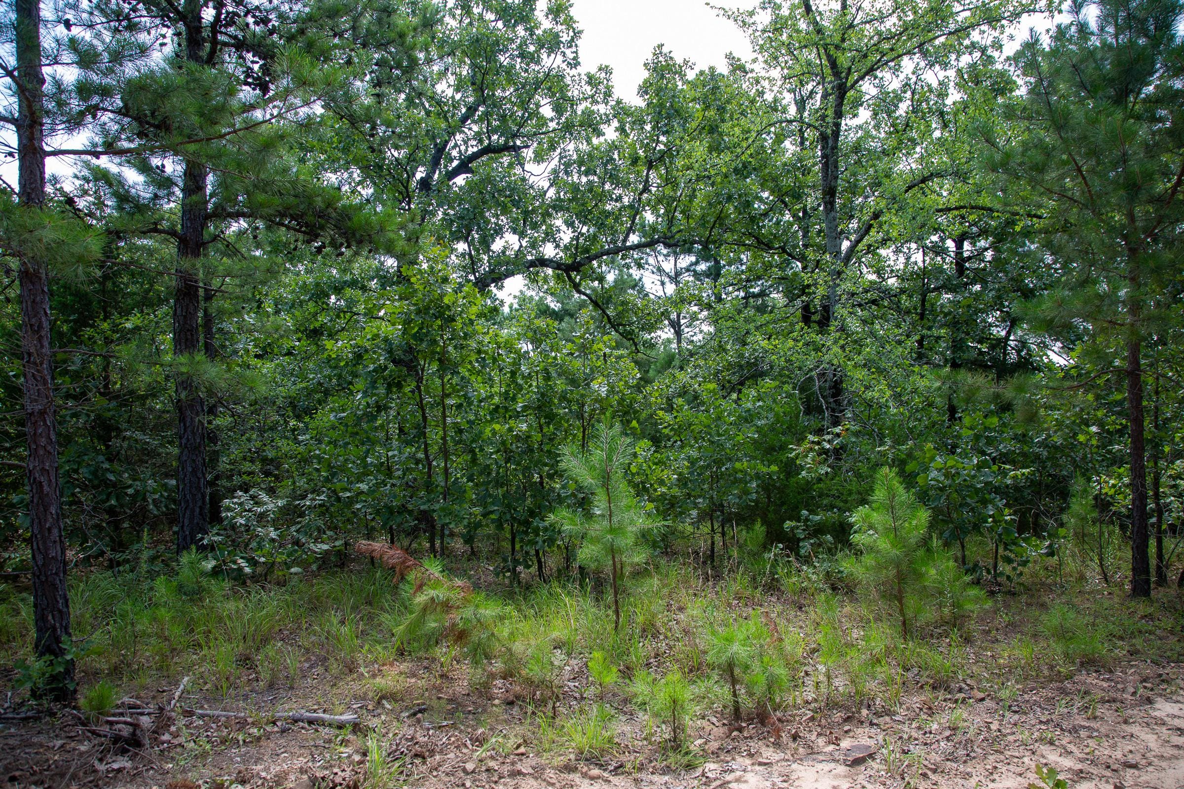 Tyler Stone Ranch Tract 54 photo 19