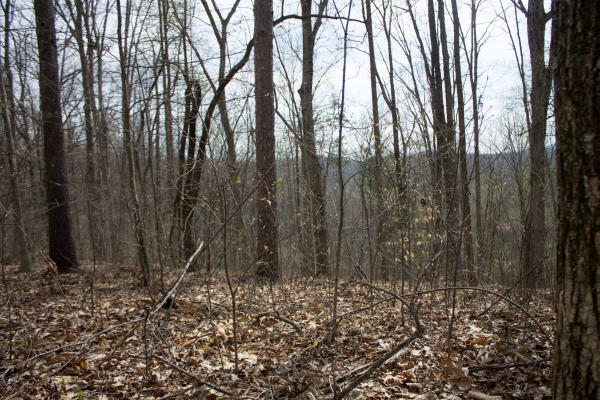 Chestnut Oak Ridge Tract 14 photo 2