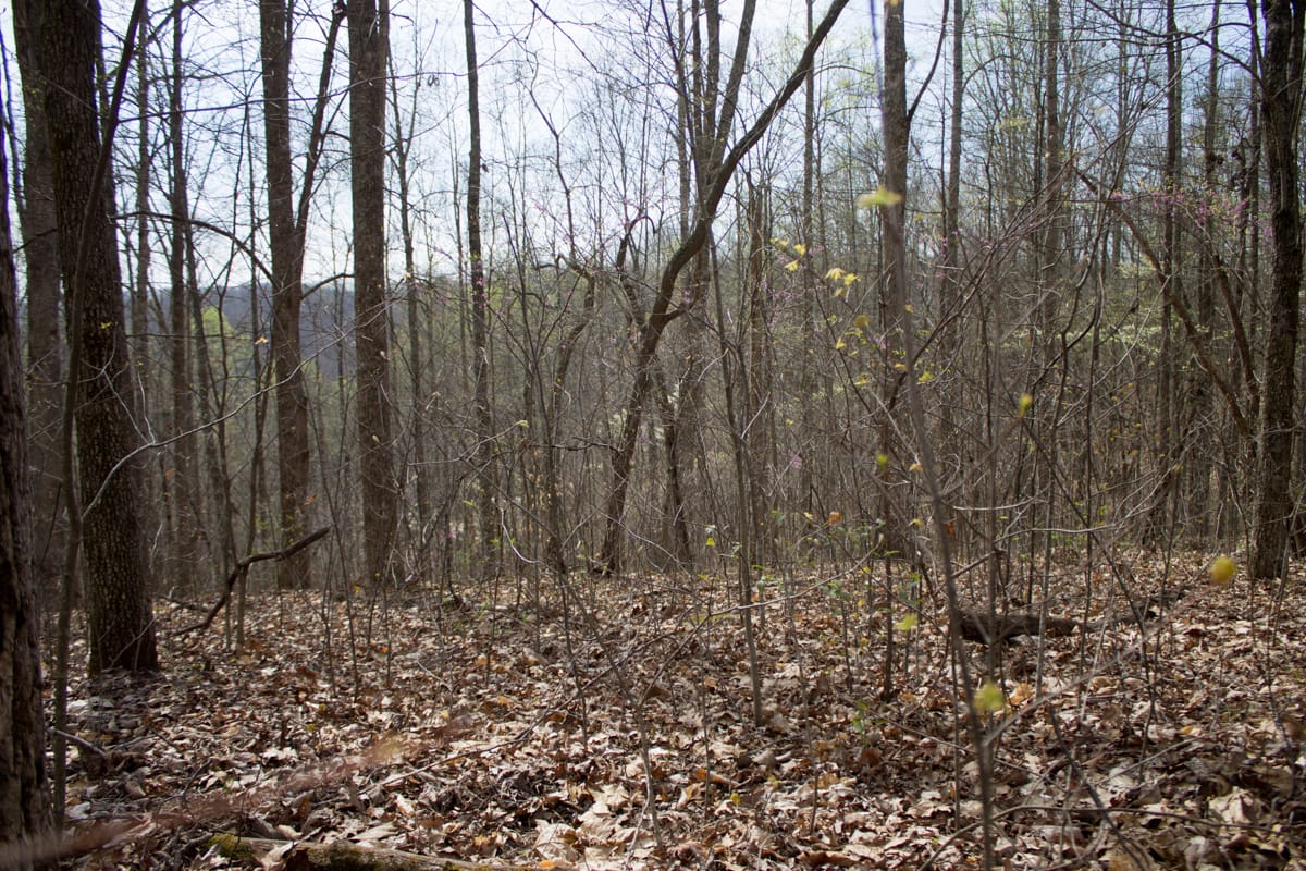 Chestnut Oak Ridge Tract 14 photo 3