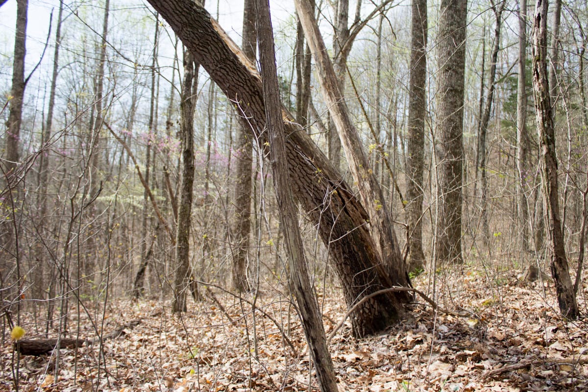 Chestnut Oak Ridge Tract 14 photo 4