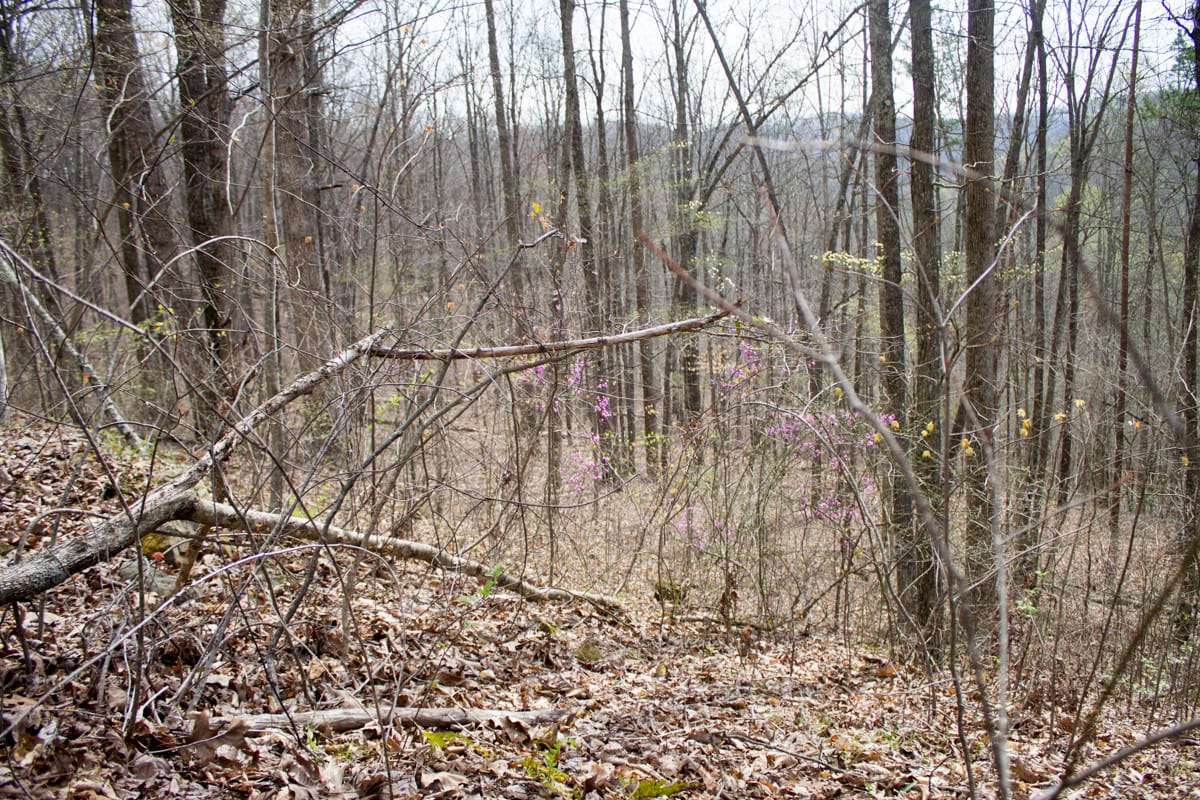 Chestnut Oak Ridge Tract 14 photo 5