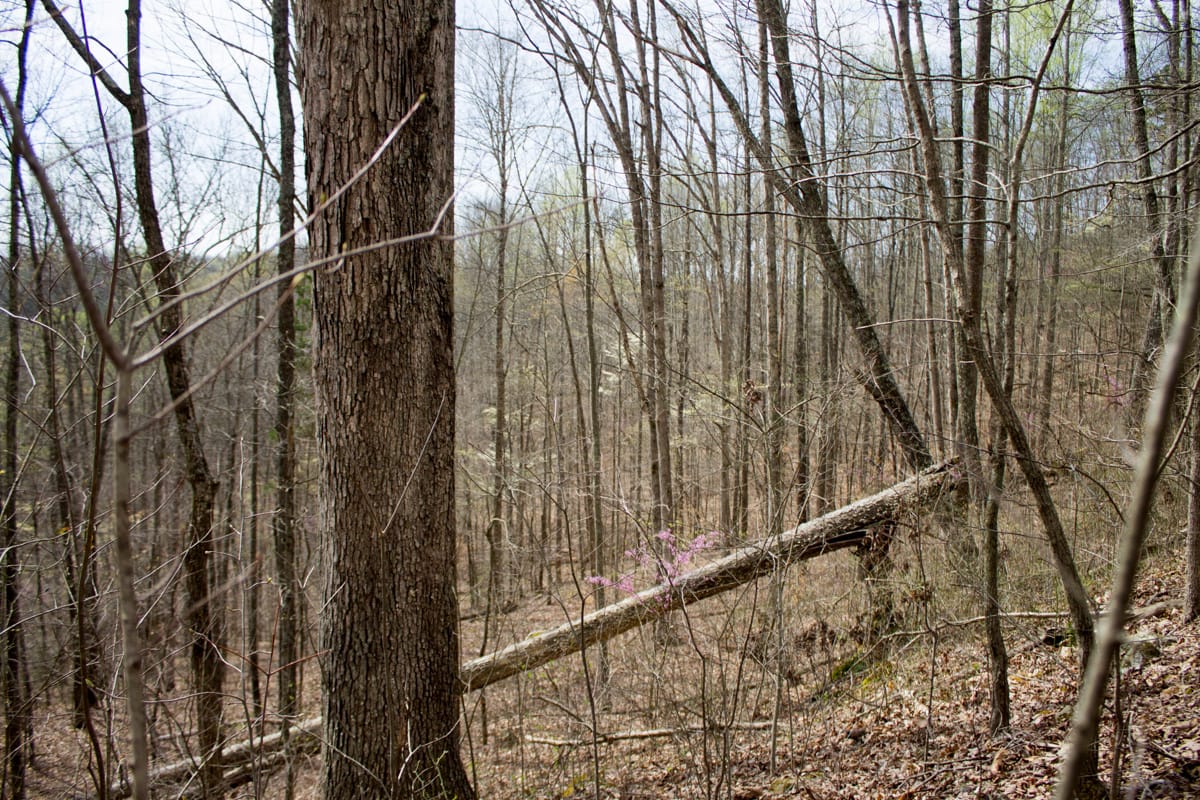Chestnut Oak Ridge Tract 14 photo 6
