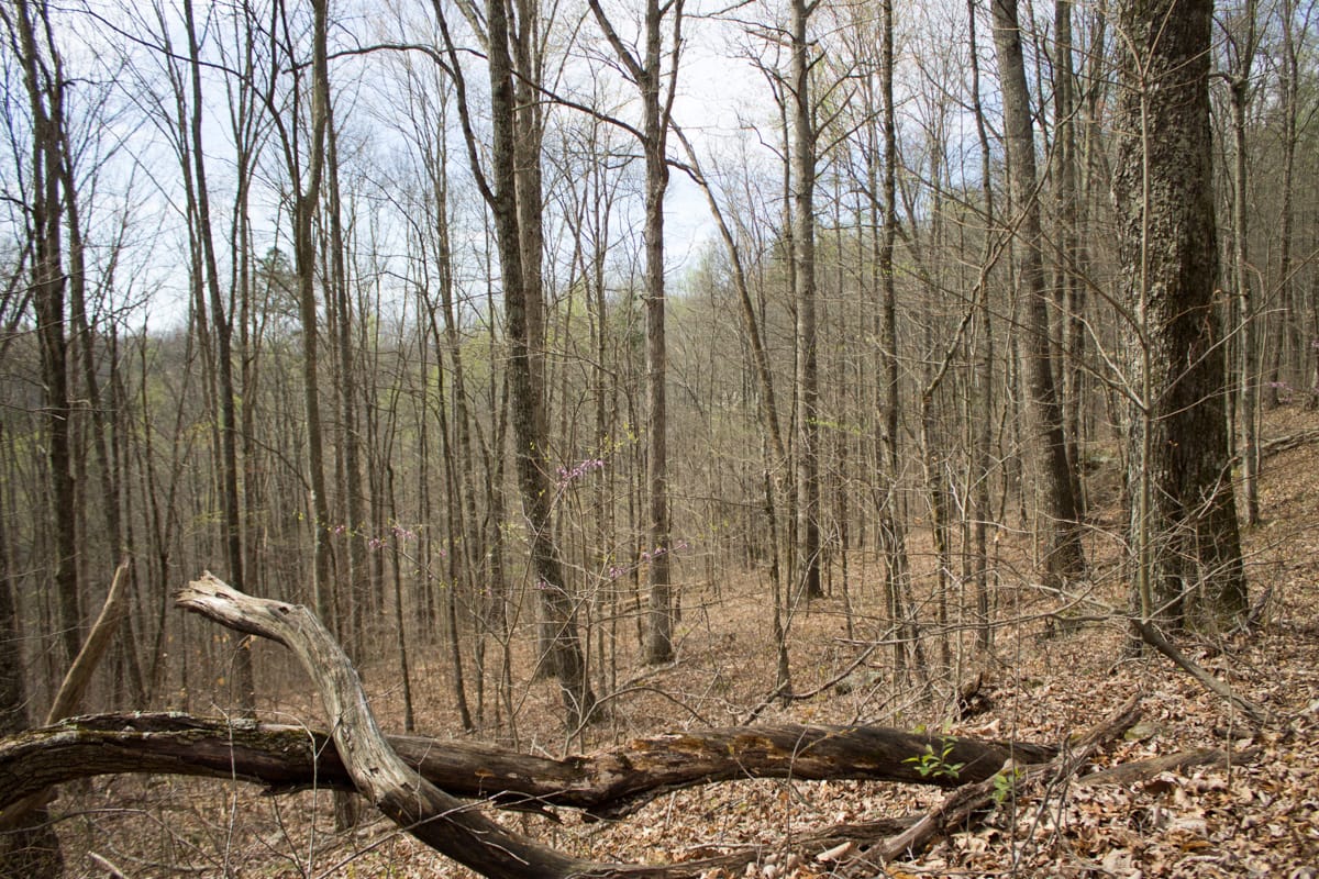 Chestnut Oak Ridge Tract 14 photo 9