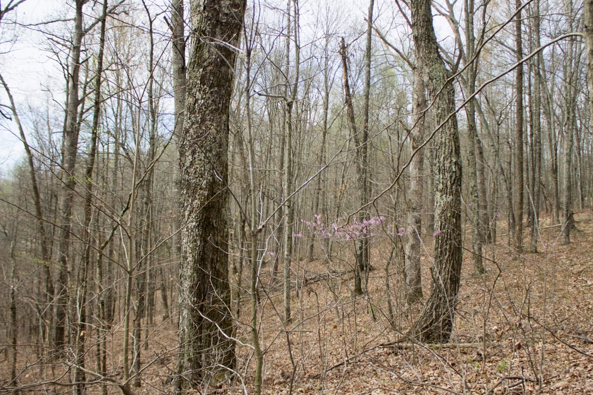Chestnut Oak Ridge Tract 14 photo 10