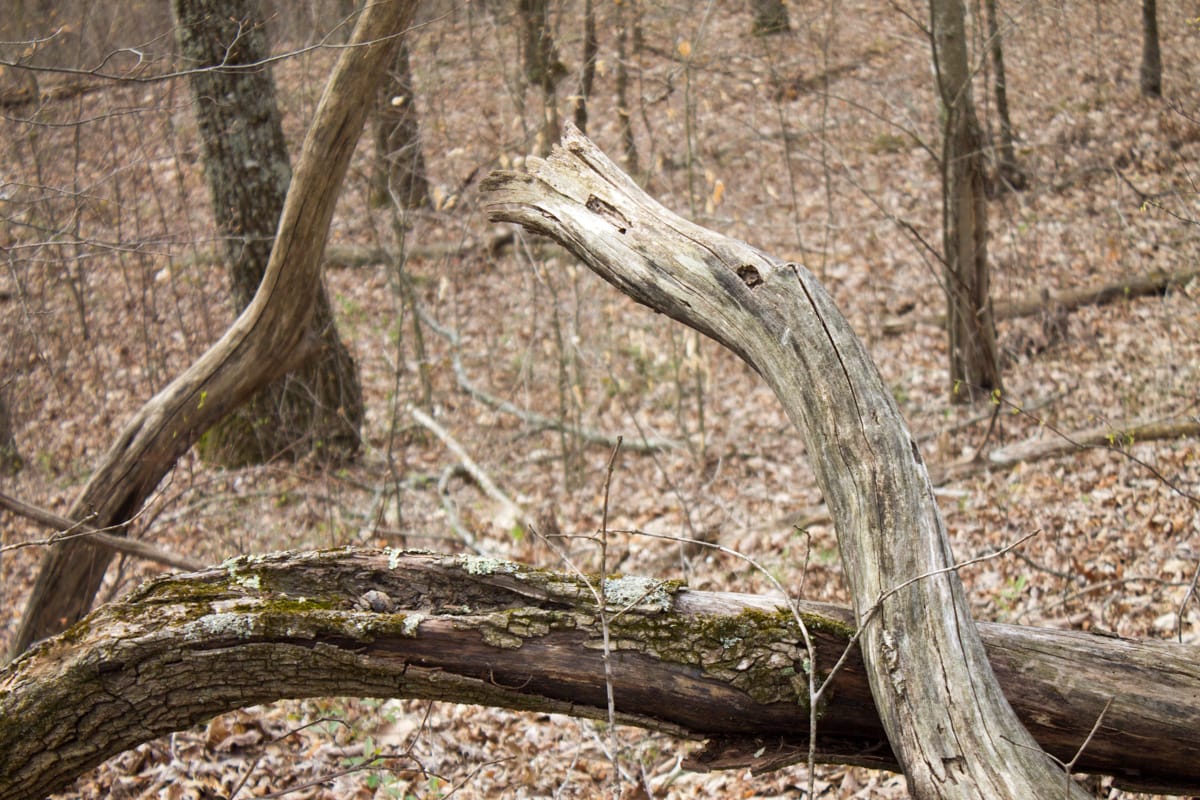 Chestnut Oak Ridge Tract 14 photo 11