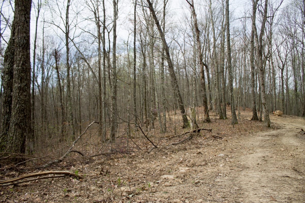 Chestnut Oak Ridge Tract 14 photo 12