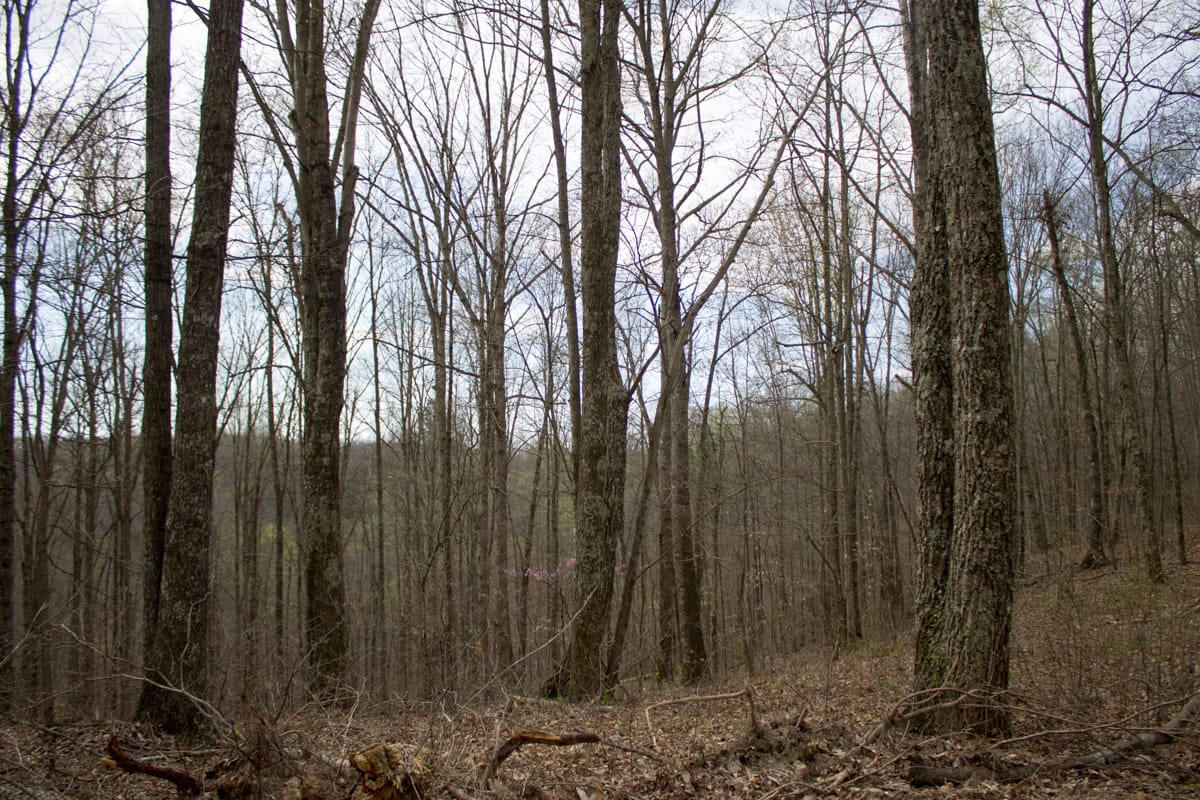 Chestnut Oak Ridge Tract 14 photo 13