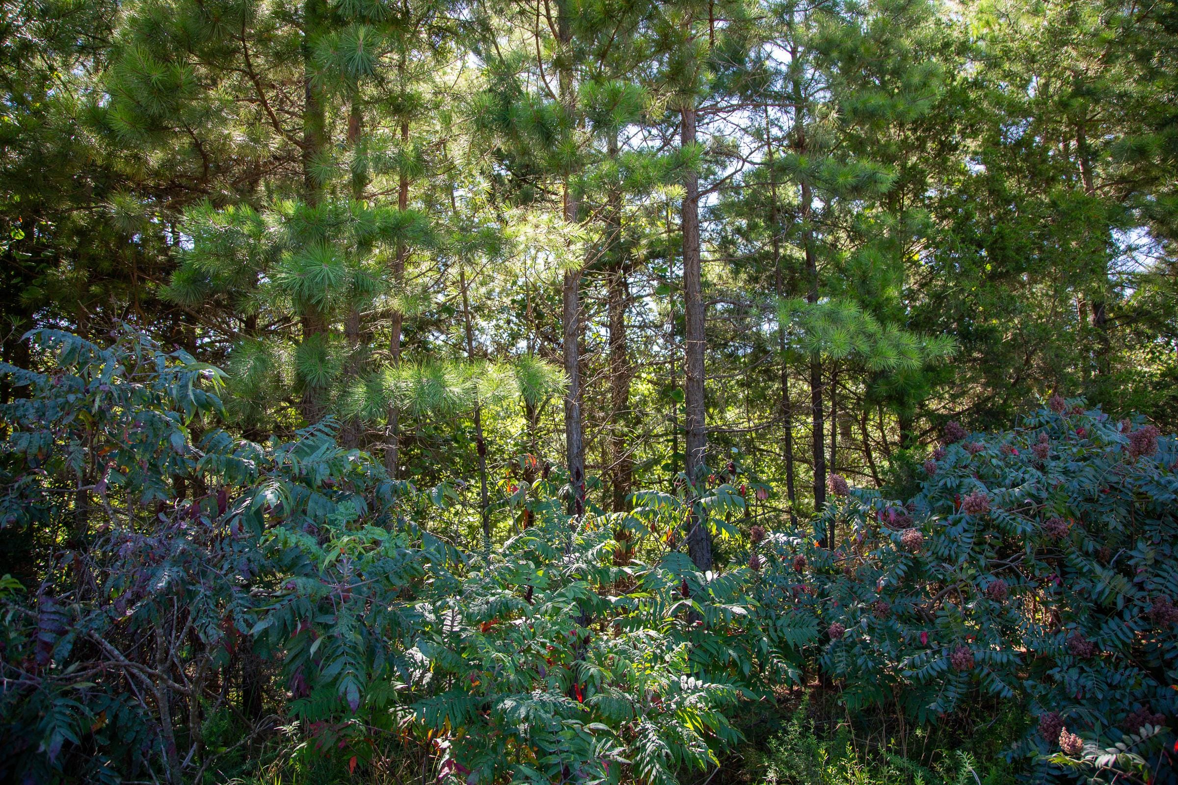 Tyler Stone Ranch Tract 7 photo 6