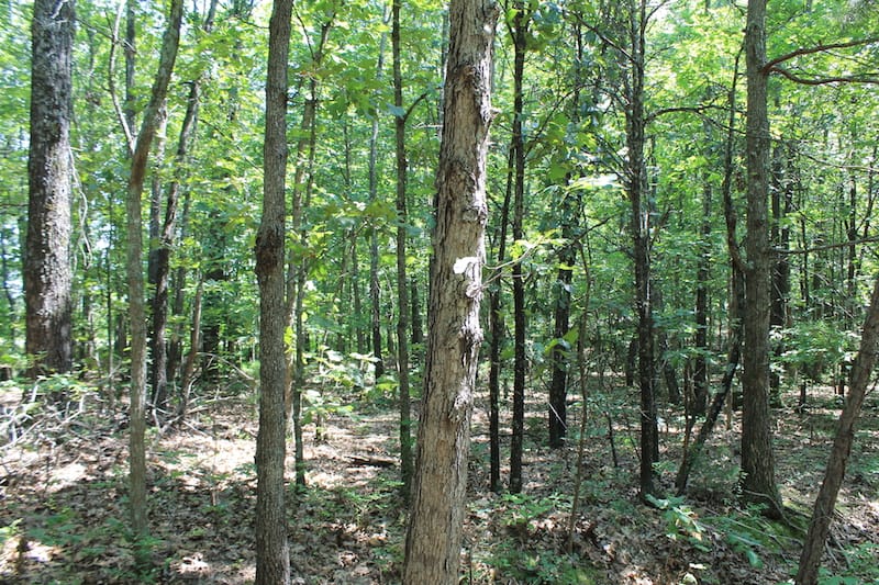 Barnes Hollow Tract 7 photo 4