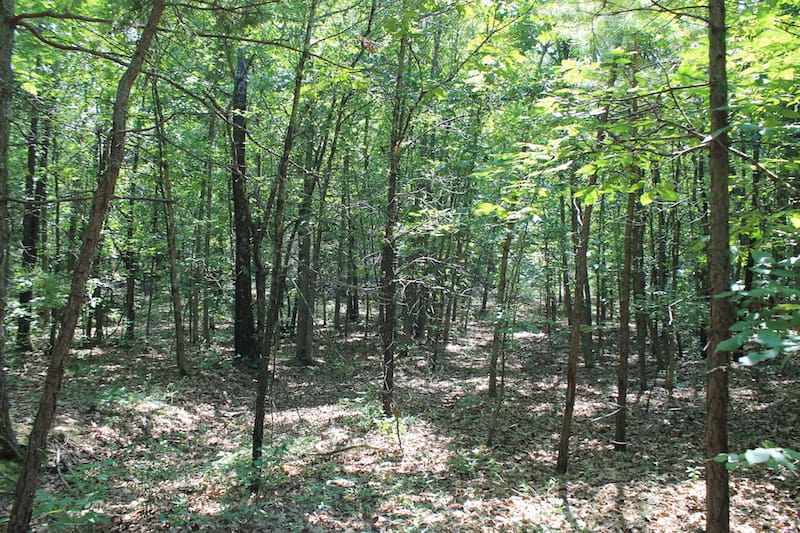 Barnes Hollow Tract 7 photo 5