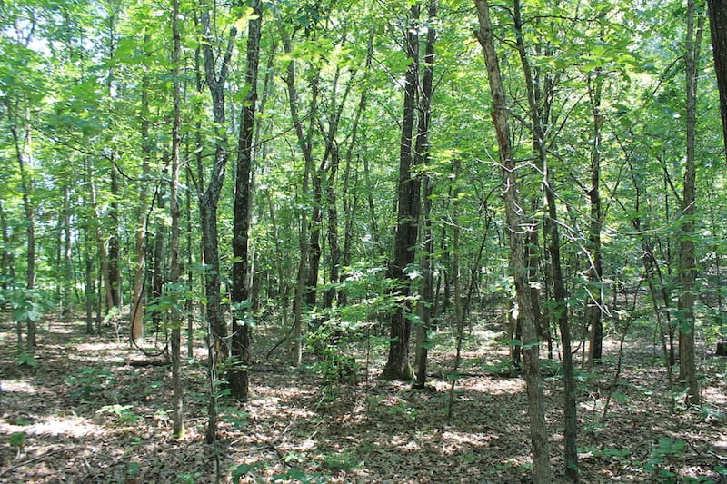 Barnes Hollow Tract 7 photo 6