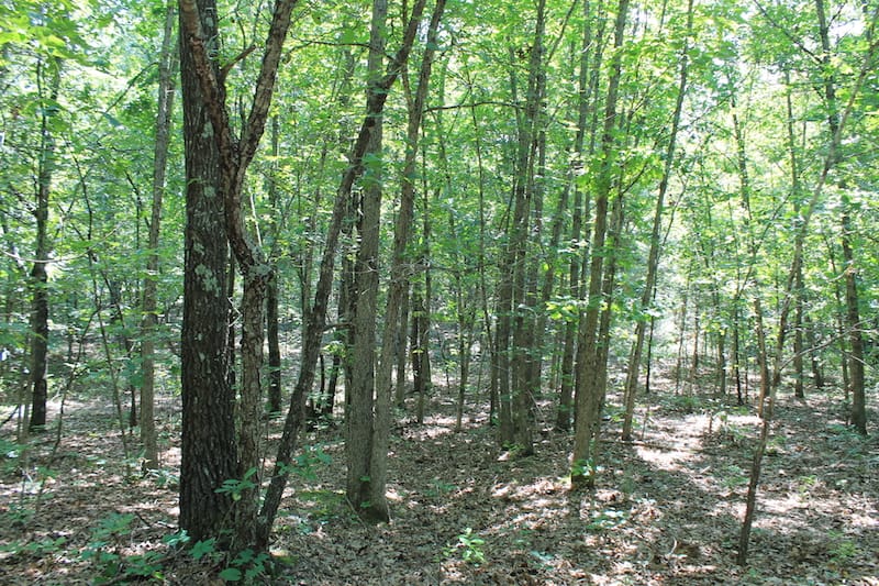 Barnes Hollow Tract 7 photo 7