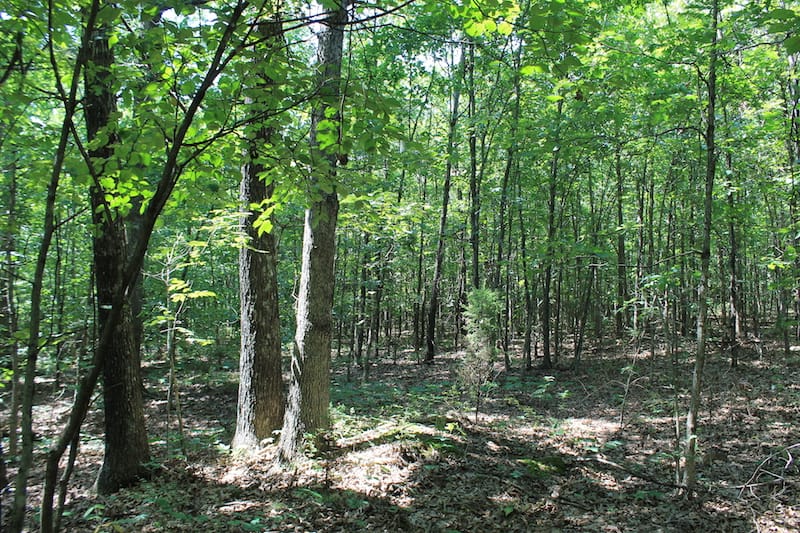 Barnes Hollow Tract 7 photo 8