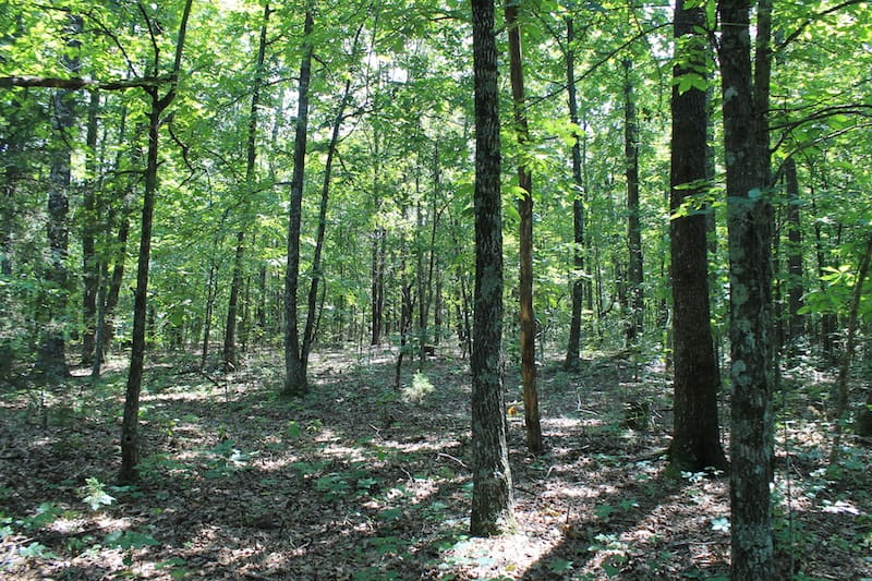 Barnes Hollow Tract 7 photo 9