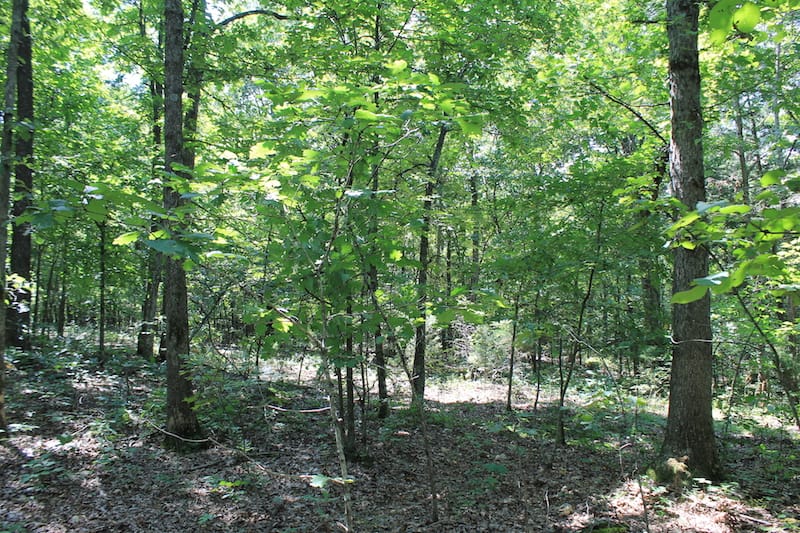 Barnes Hollow Tract 7 photo 10