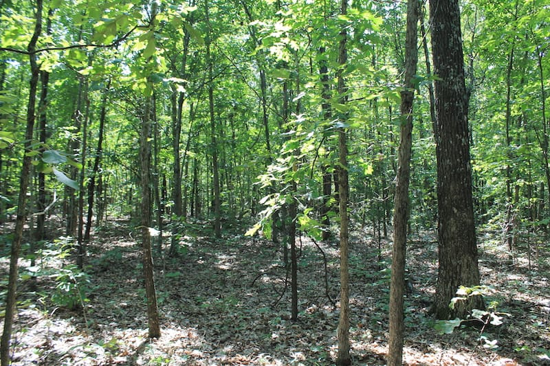 Barnes Hollow Tract 7 photo 11