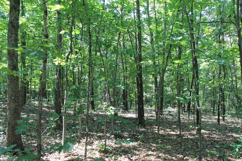 Barnes Hollow Tract 7 photo 12