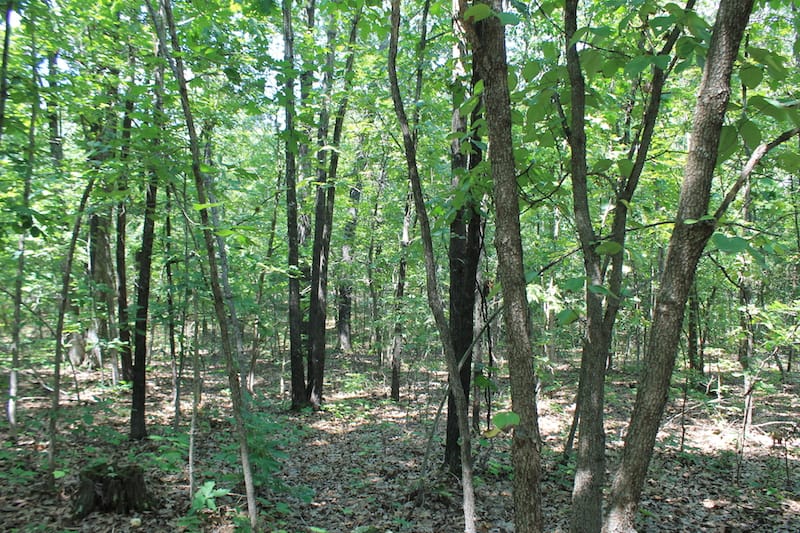 Barnes Hollow Tract 7 photo 13
