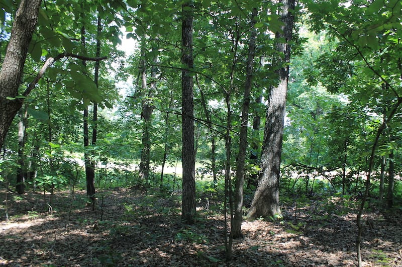 Barnes Hollow Tract 7 photo 14
