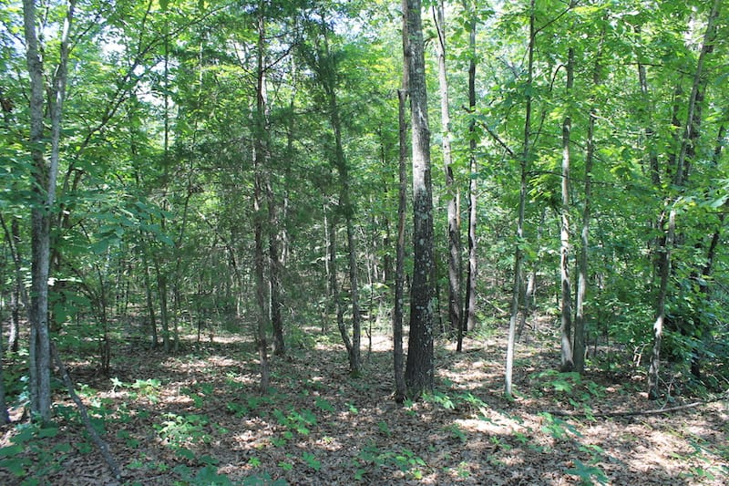 Barnes Hollow Tract 7 photo 15