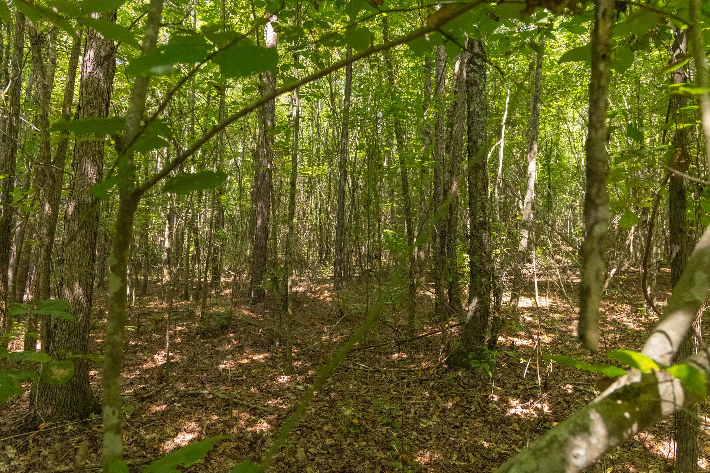 Olive Hill Tract 10 photo 11