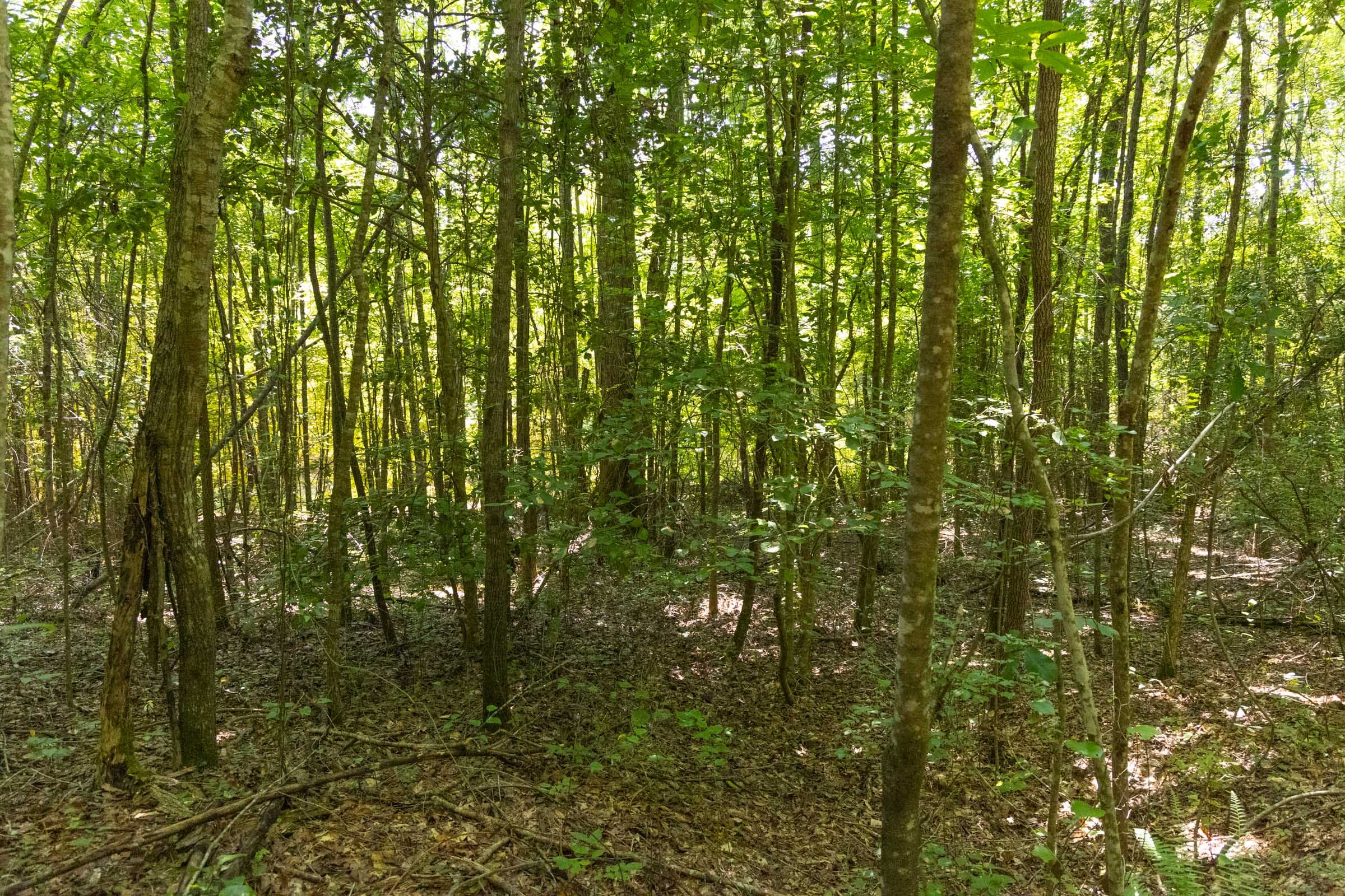 Olive Hill Tract 10 photo 10