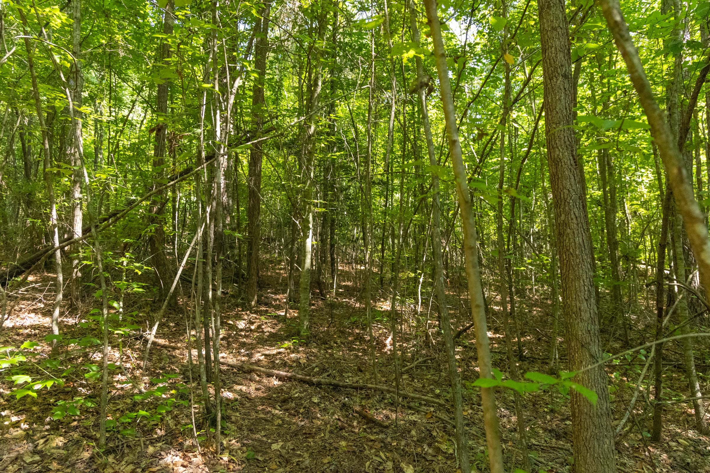 Olive Hill Tract 10 photo 9