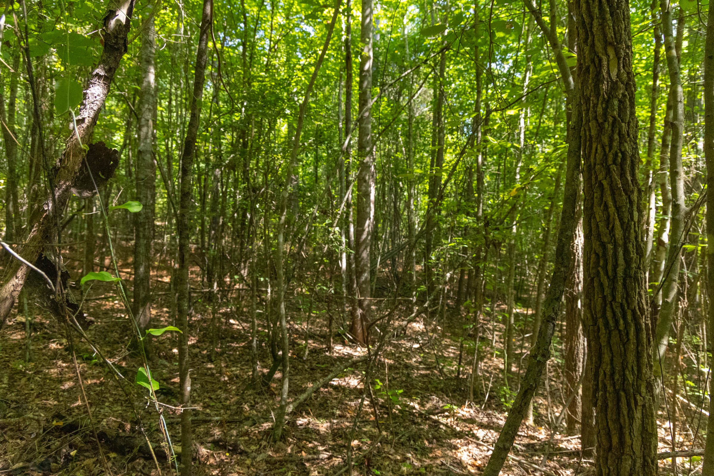 Olive Hill Tract 10 photo 8