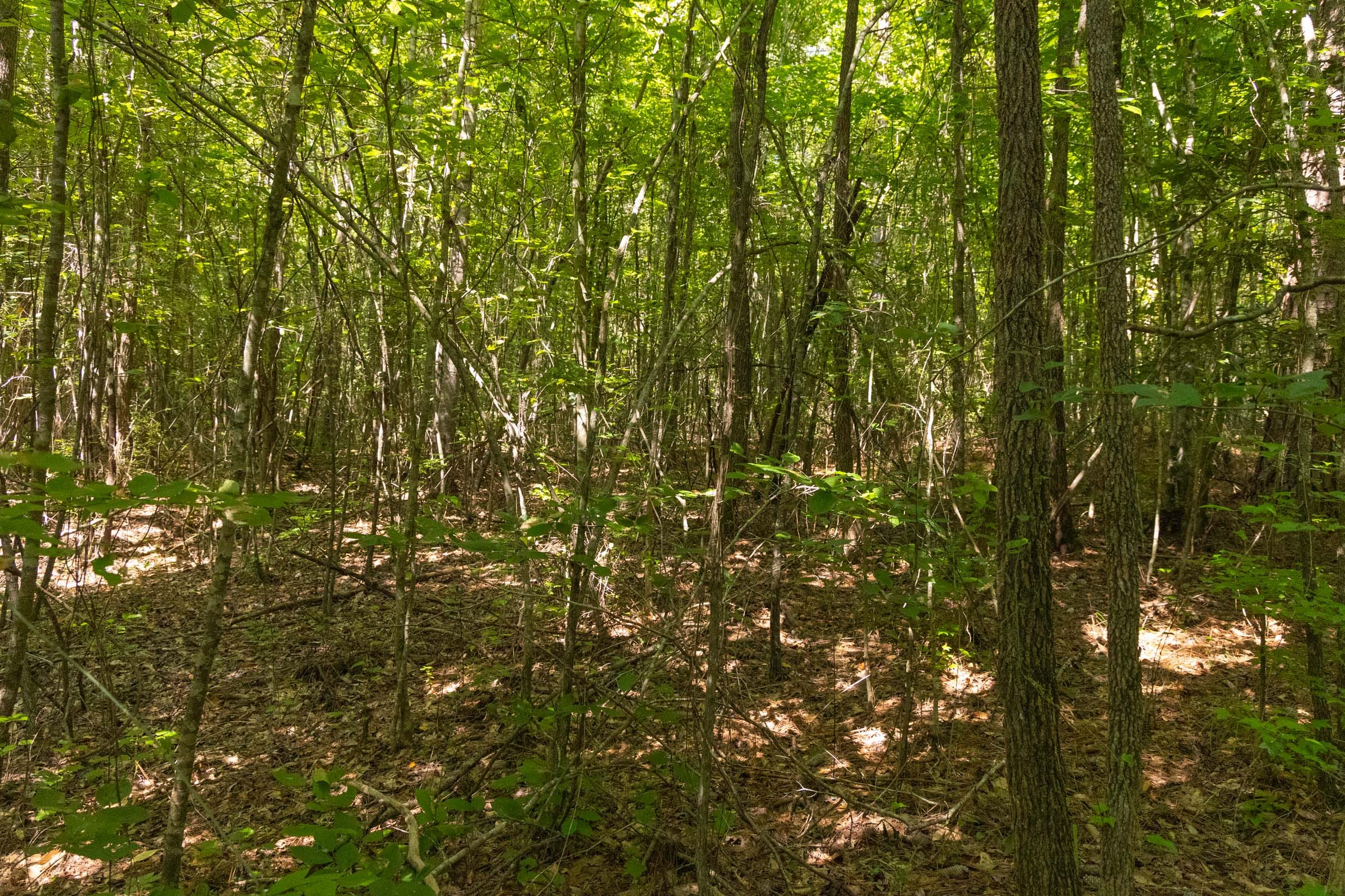 Olive Hill Tract 10 photo 7