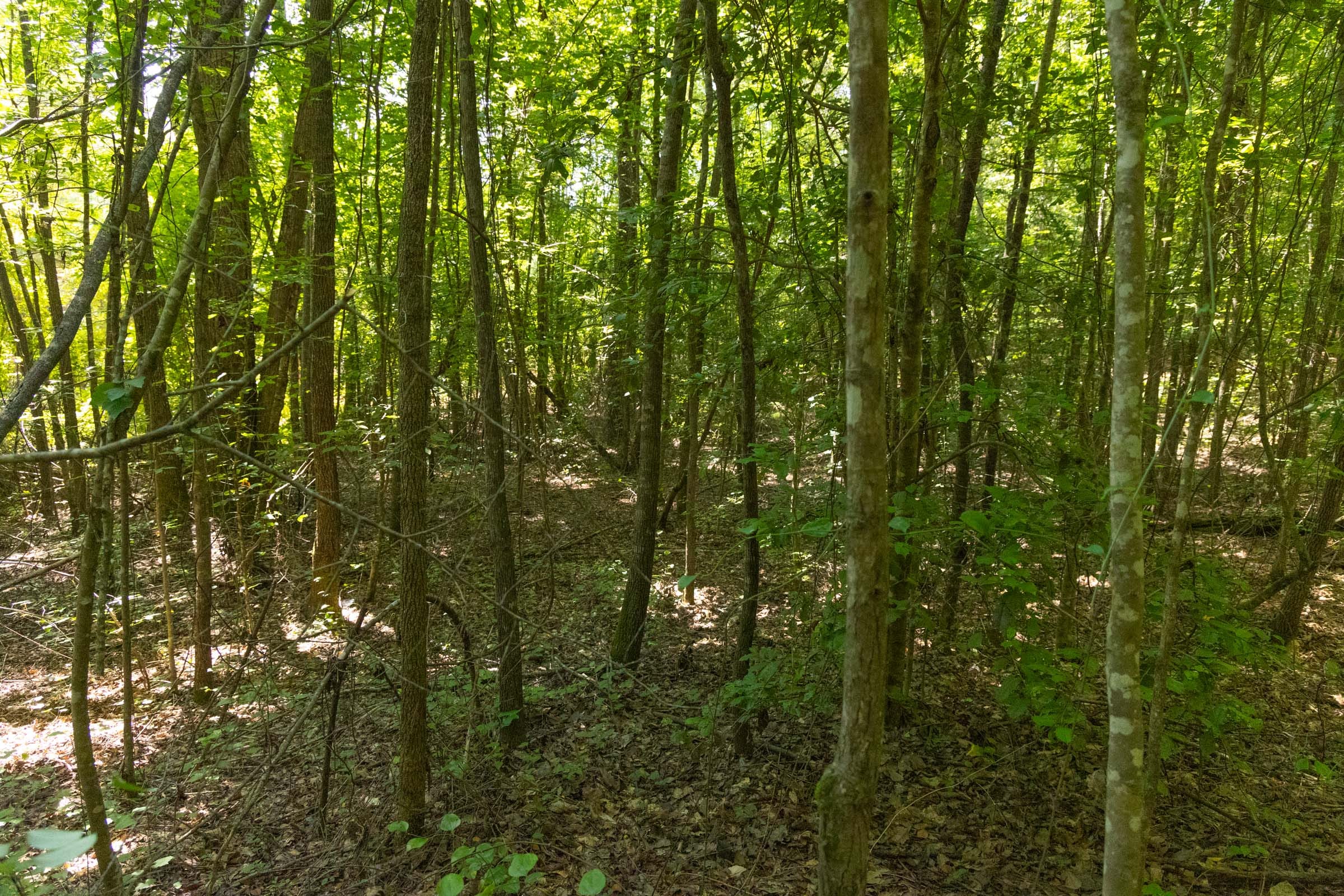 Olive Hill Tract 10 photo 5