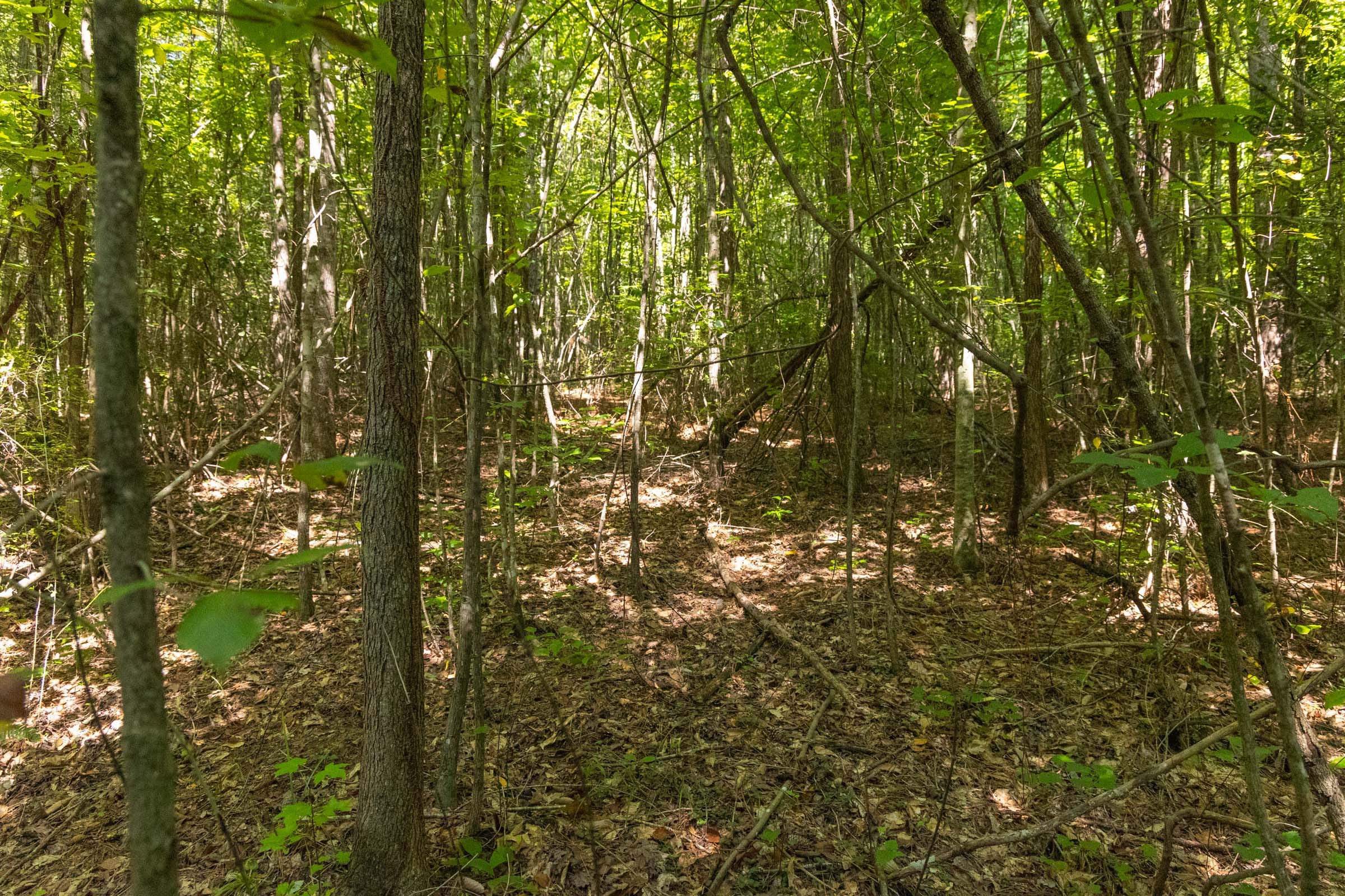 Olive Hill Tract 10 photo 4