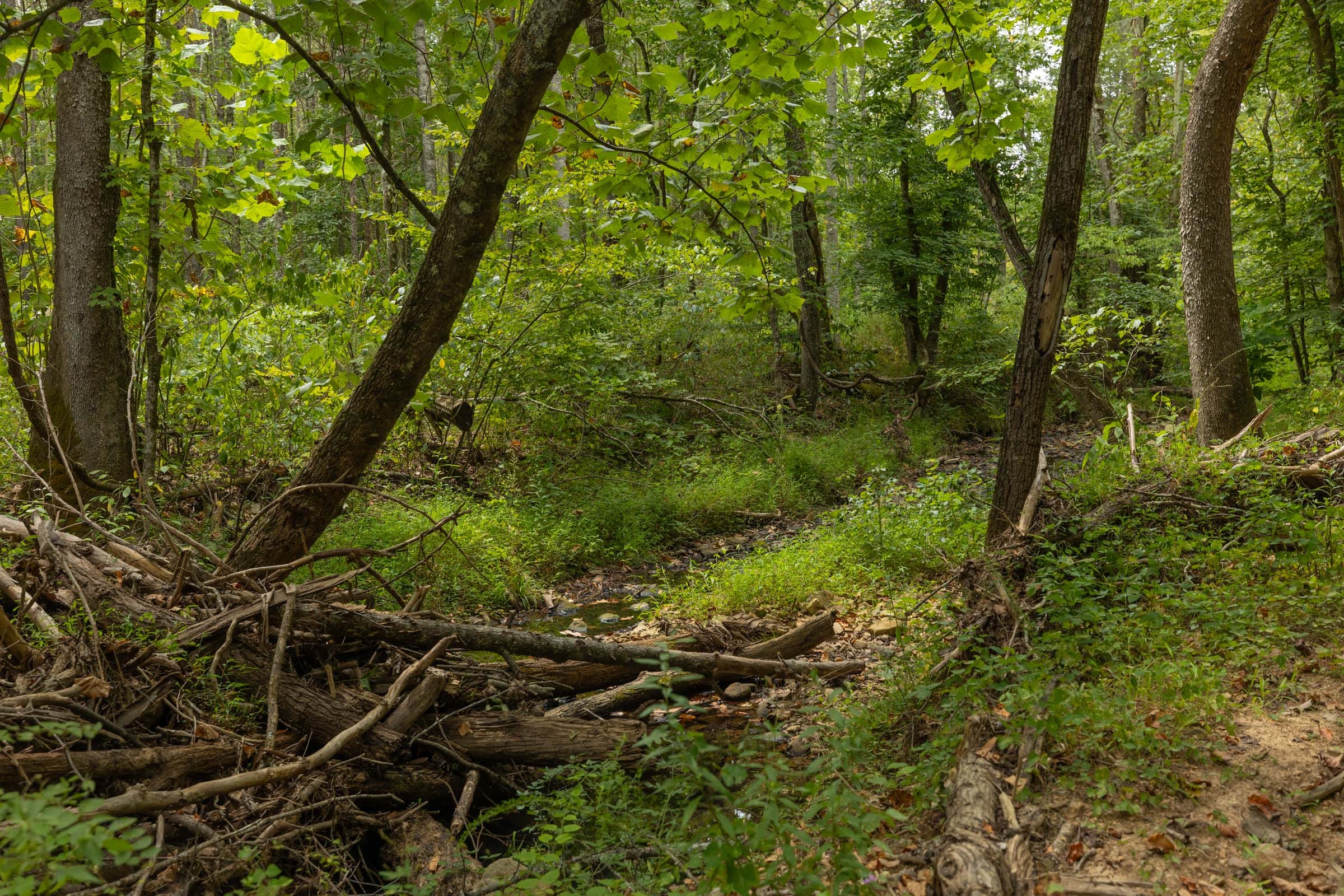 Big White Oak Tract 144 photo 13