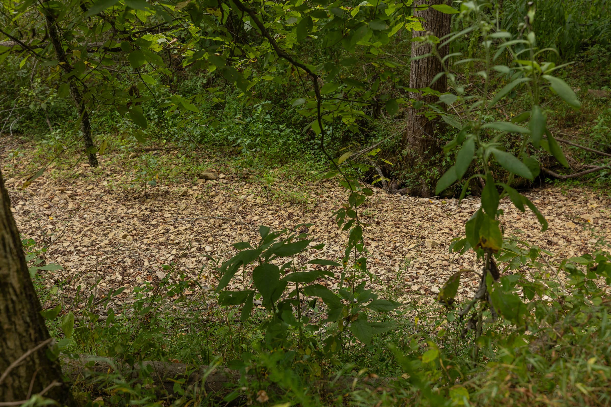 Big White Oak Tract 144 photo 10