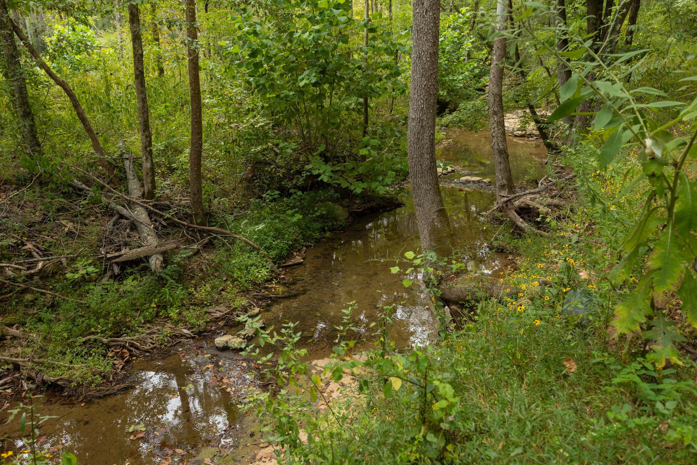 Big White Oak Tract 144 photo 5