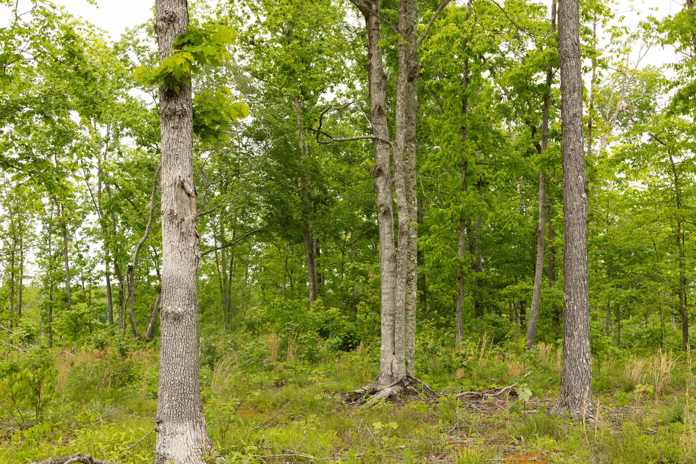 Stardust Estates Tract 18 photo 12
