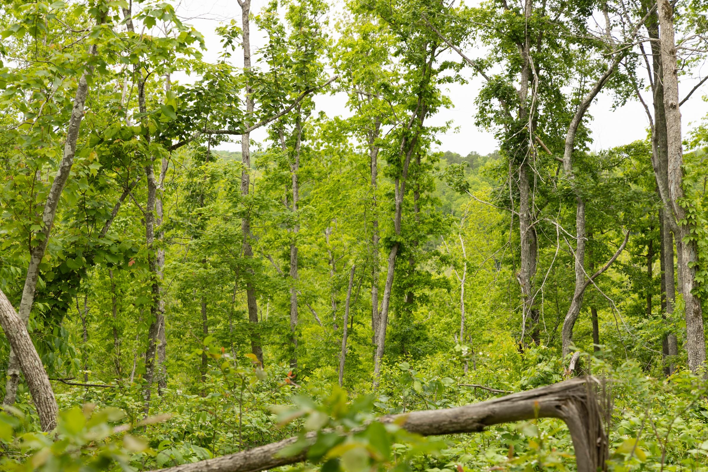 Stardust Estates Tract 18 photo 10