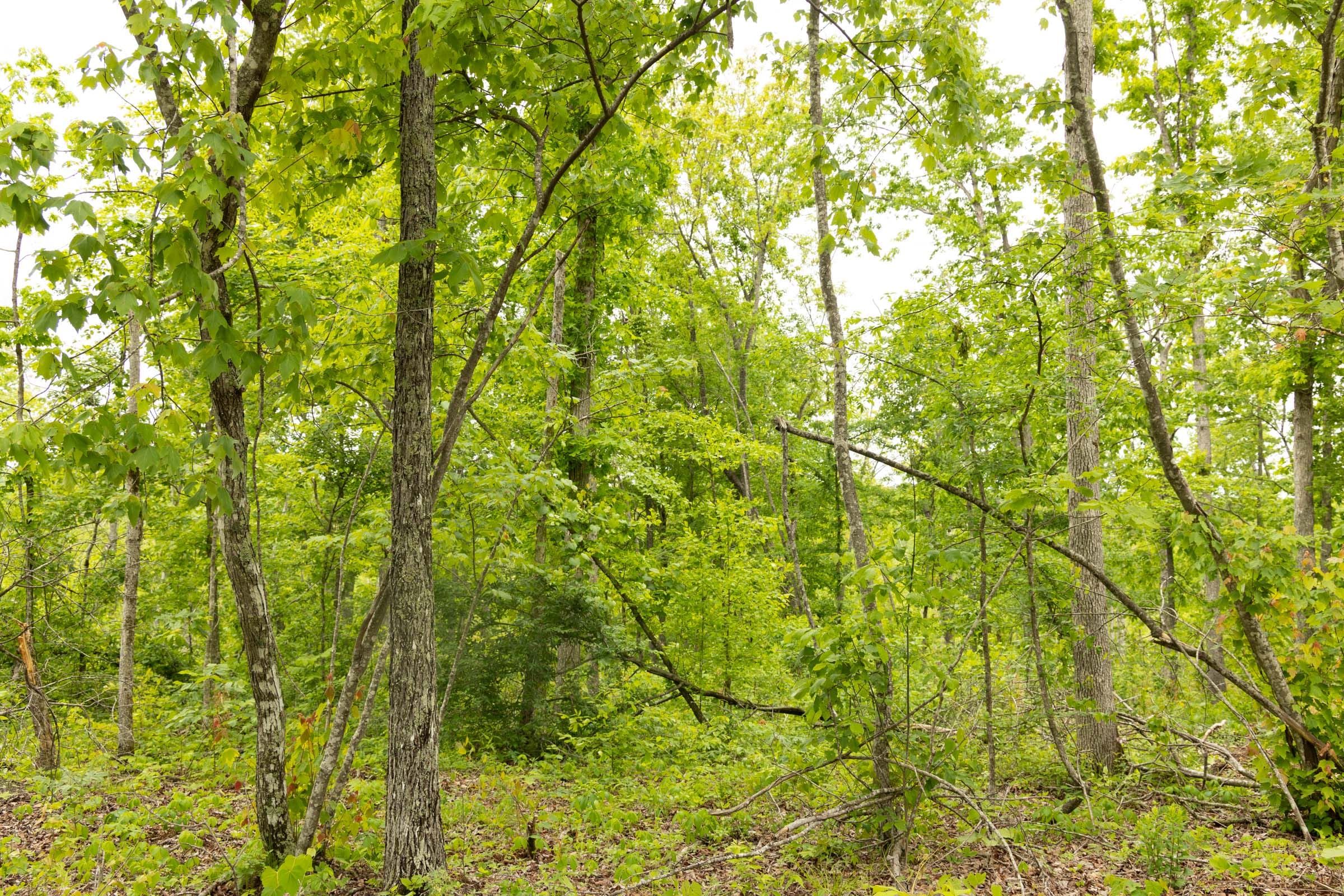 Stardust Estates Tract 18 photo 9