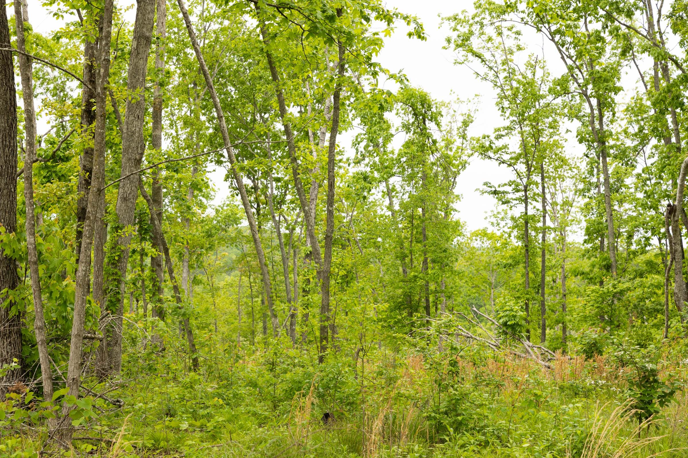 Stardust Estates Tract 18 photo 8