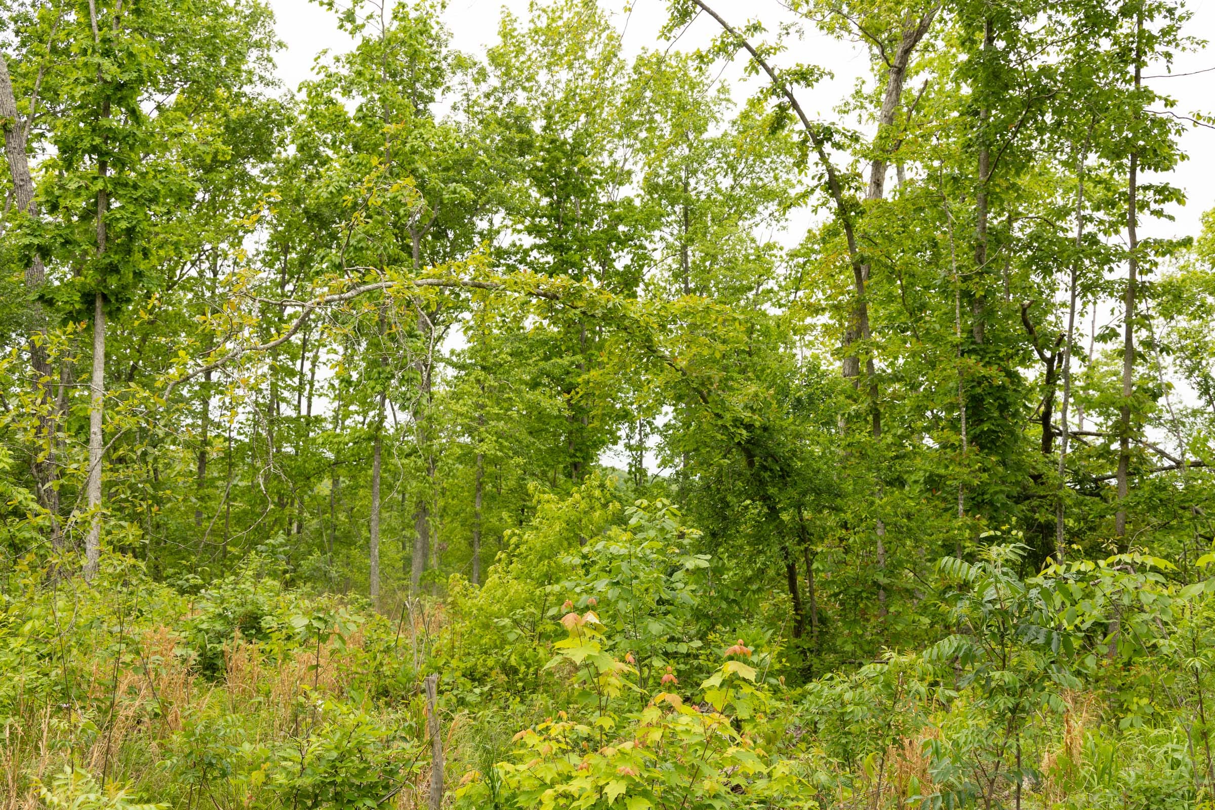 Stardust Estates Tract 18 photo 5